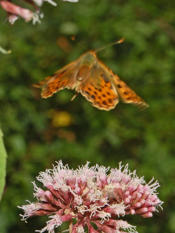 Galleria di insetti in volo